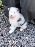 Jo Dee blue merle blue eyes, a female Australian Shepherd for sale in Warrenton, MO – 5 of 6