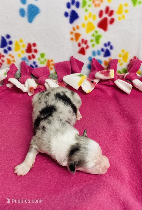 Jo Dee blue merle – Australian Shepherd puppy for sale in Warrenton, MO