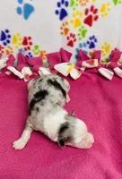 Jo Dee blue merle, a female Australian Shepherd for sale in Warrenton, MO – 4 of 5