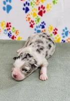 Jimi - blue merle, a male Australian Shepherd for sale in Warrenton, MO – 4 of 5
