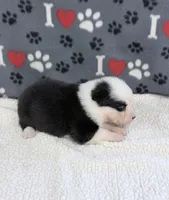 Joan - black tri blue eyes , a female Australian Shepherd for sale in Warrenton, MO – 2 of 5