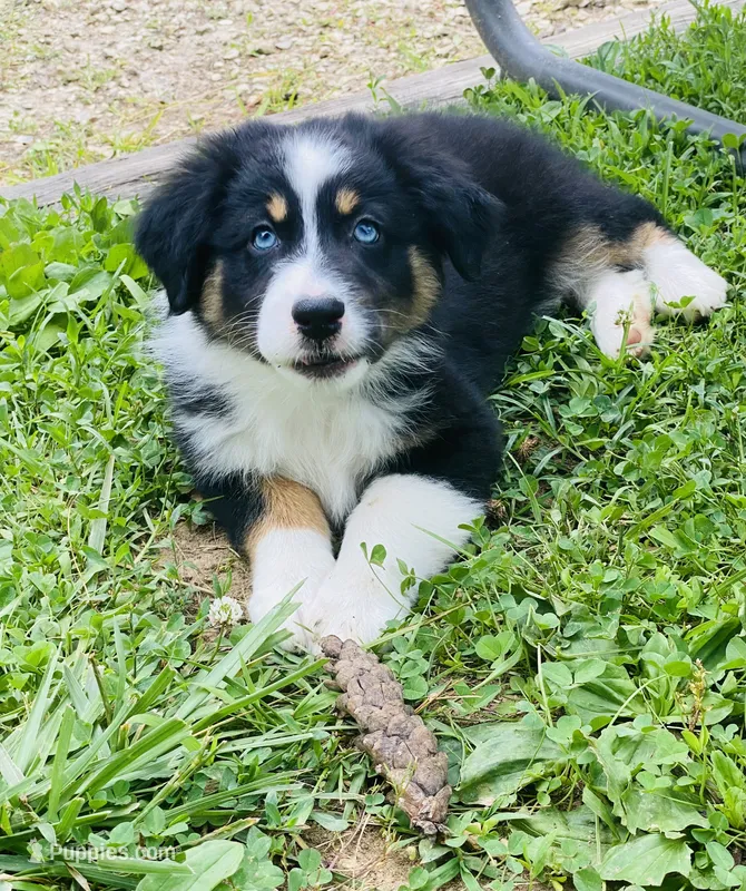 Peony Black Tri, blue eyes  – Australian Shepherd puppy for sale in Warrenton, MO