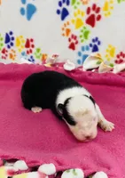 Joan - black tri , a female Australian Shepherd for sale in Warrenton, MO – 4 of 5