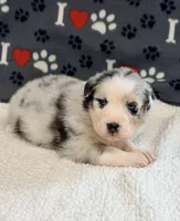 Jimi - blue merle blue eyes, a male Australian Shepherd for sale in Warrenton, MO – 5 of 6