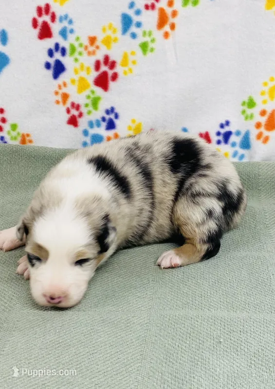 Jamie - blue merle – Australian Shepherd puppy for sale in Warrenton, MO