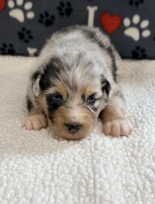 Justin - blue merle blue eyes – Australian Shepherd puppy for sale in Warrenton, MO