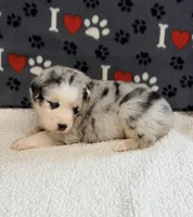 Jimi - blue merle blue eyes, a male Australian Shepherd for sale in Warrenton, MO – 4 of 6