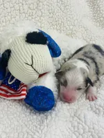 Jamie - blue merle, a male Australian Shepherd for sale in Warrenton, MO – 4 of 9