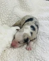 Jamie - blue merle, a male Australian Shepherd for sale in Warrenton, MO – 5 of 9