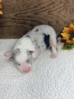 Ghost - Blue Merle Male , a male Australian Shepherd for sale in Warrenton, MO – 2 of 8