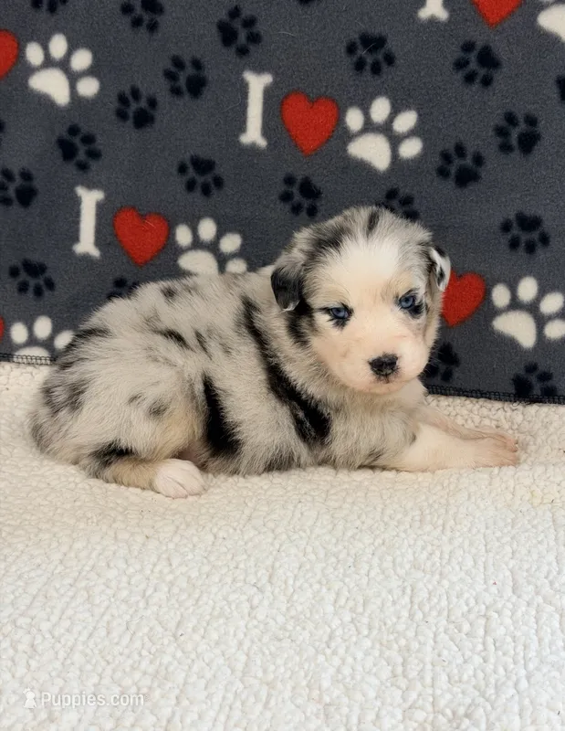 Jimi - blue merle blue eyes – Australian Shepherd puppy for sale in Warrenton, MO