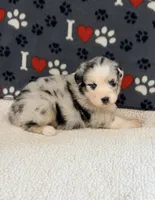 Jimi - blue merle blue eyes, a male Australian Shepherd for sale in Warrenton, MO – 1 of 6