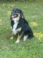 Bruno - black tri male, a male Australian Shepherd for sale in Warrenton, MO – 2 of 6