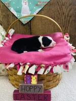 Lily - Black Tri, a female Australian Shepherd for sale in Warrenton, MO – Photo 2 of 5