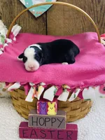 Lily - Black Tri, a female Australian Shepherd for sale in Warrenton, MO – Photo 4 of 5