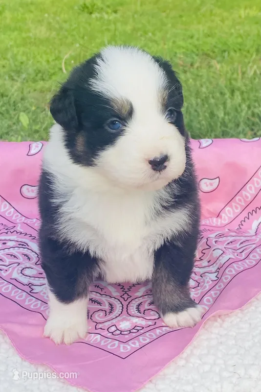 Lily - Black Tri bi-color eyes – Australian Shepherd puppy for sale in Warrenton, MO