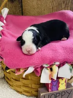 Lily - Black Tri, a female Australian Shepherd for sale in Warrenton, MO – Photo 1 of 5