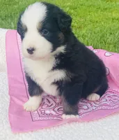 Lily-Black Tri bi-color eyes, a female Australian Shepherd for sale in Warrenton, MO – Photo 3 of 7