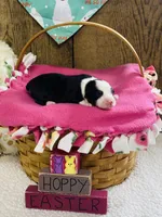 Lily - Black Tri, a female Australian Shepherd for sale in Warrenton, MO – Photo 3 of 5