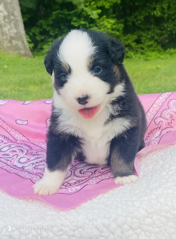 Lily - Black Tri bi-color eyes – Australian Shepherd puppy for sale in Warrenton, MO