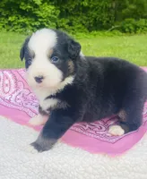 Lily-Black Tri bi-color eyes, a female Australian Shepherd for sale in Warrenton, MO – Photo 5 of 7