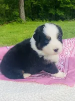 Lily-Black Tri bi-color eyes, a female Australian Shepherd for sale in Warrenton, MO – Photo 6 of 7