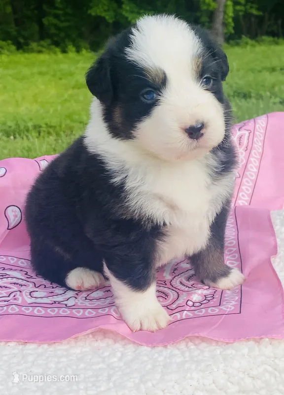 Lily-Black Tri bi-color eyes – Australian Shepherd puppy for sale in Warrenton, MO