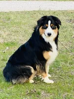 Watson, a male Australian Shepherd for sale in Warrenton, MO – Photo 2 of 5