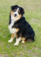 Watson, a male Australian Shepherd for sale in Warrenton, MO – Photo 3 of 5