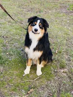 Watson, a male Australian Shepherd for sale in Warrenton, MO – Photo 5 of 5