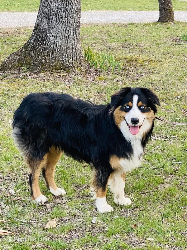 Watson – Australian Shepherd puppy for sale in Warrenton, MO