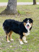 Watson, a male Australian Shepherd for sale in Warrenton, MO – Photo 1 of 5