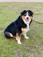 Watson, a male Australian Shepherd for sale in Warrenton, MO – Photo 4 of 5