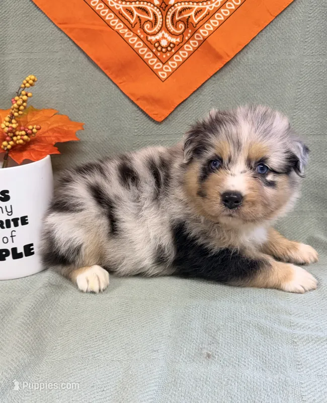 Justin- blue merle blue eyes  – Australian Shepherd puppy for sale in Warrenton, MO