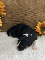 Candy - Black Tri Female , a female Australian Shepherd for sale in Warrenton, MO – 3 of 8