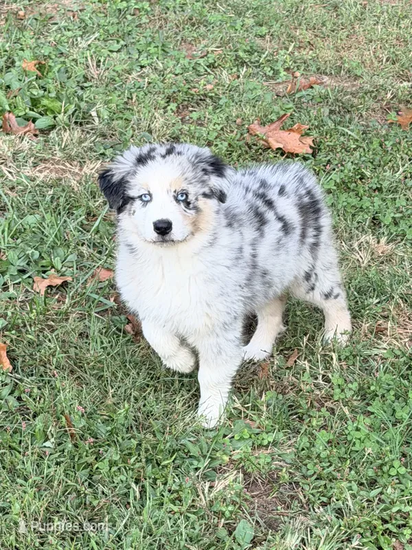 Jimi - blue merle blue eyes – Australian Shepherd puppy for sale in Warrenton, MO