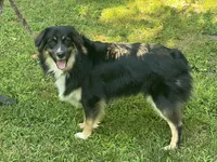 Bruno - black tri male, a male Australian Shepherd for sale in Warrenton, MO – 3 of 6