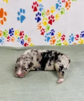 Justin - blue merle , a male Australian Shepherd for sale in Warrenton, MO – 2 of 5