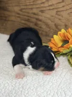 Candy - Black Tri Female , a female Australian Shepherd for sale in Warrenton, MO – 4 of 8