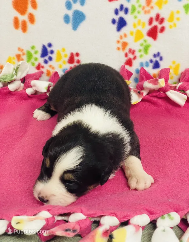 Monica - black tri  – Australian Shepherd puppy for sale in Warrenton, MO