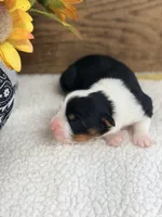 Chucky - Black Tri Male, a male Australian Shepherd for sale in Warrenton, MO – 4 of 7