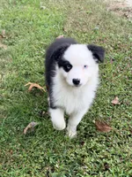 Joan - black tri blue eyes , a female Australian Shepherd for sale in Warrenton, MO – 2 of 7