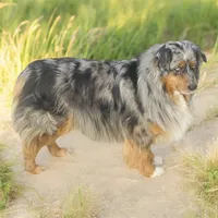 Candy - Black Tri Female , a female Australian Shepherd for sale in Warrenton, MO – 8 of 8