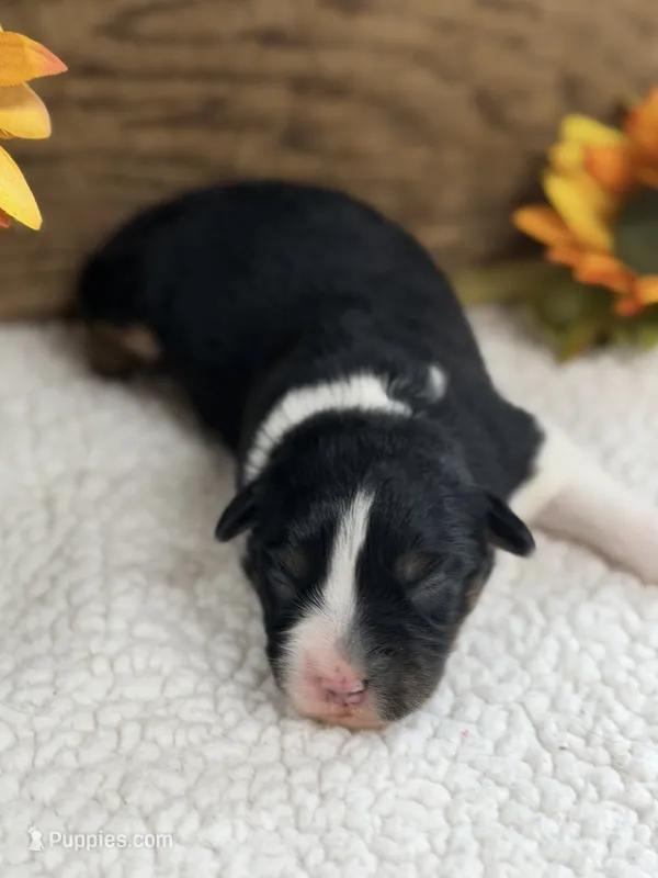 Candy - Black Tri Female  – Australian Shepherd puppy for sale in Warrenton, MO