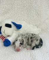 Rip - blue merle , a male Australian Shepherd for sale in Warrenton, MO – 5 of 10