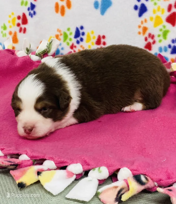 Beth - red tri – Australian Shepherd puppy for sale in Warrenton, MO