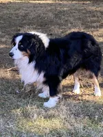 Boo - Black Tri Male , a male Australian Shepherd for sale in Warrenton, MO – 7 of 8