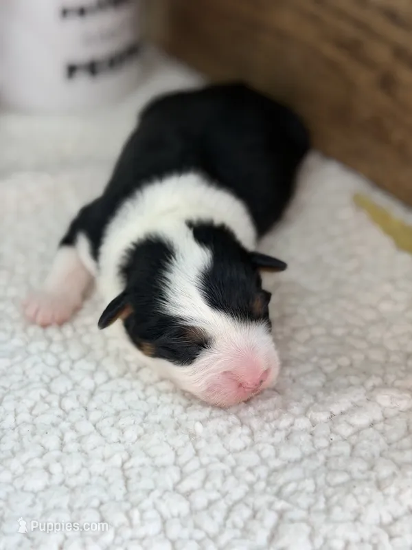 Chucky - Black Tri Male – Australian Shepherd puppy for sale in Warrenton, MO