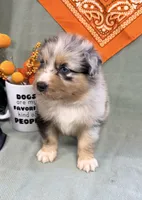 Justin- blue merle blue eyes , a male Australian Shepherd for sale in Warrenton, MO – 3 of 6