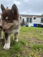 Copper, a male Siberian Husky for sale in Brockport, NY – 5 of 8